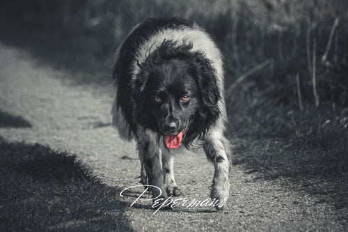 Foto van hond